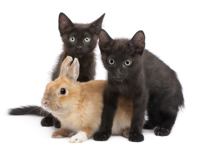 L'Oreal Buys Urban Decay - Will They Keep Their Cruelty Free Stance?